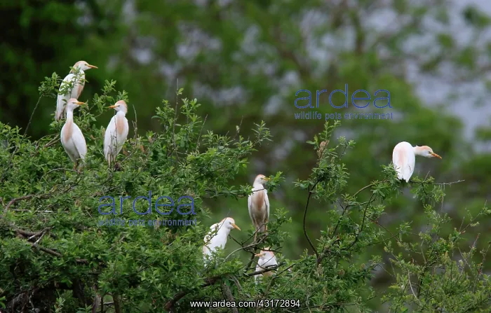 : Cattle Egrets ( Bubulcus ibis ) colony, Normandy : Cattle Egrets ( Bubulcus ibis ) colony, Normandy