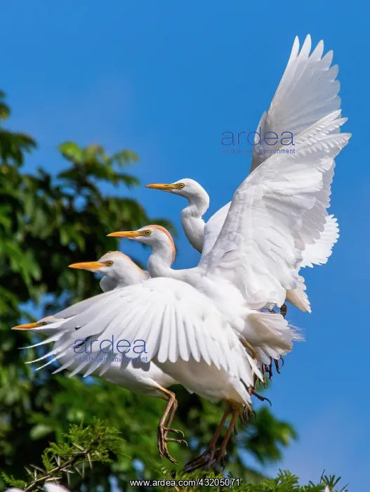 : Several cattle egrets (Bubulcus ibis) are taking : Several cattle egrets (Bubulcus ibis) are taking
