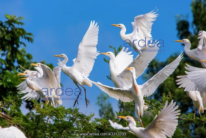 : Several cattle egrets (Bubulcus ibis) are taking : Several cattle egrets (Bubulcus ibis) are taking