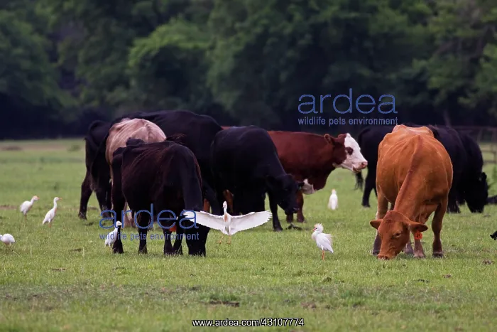 : Cattle Egrets around cattle : Cattle Egrets around cattle