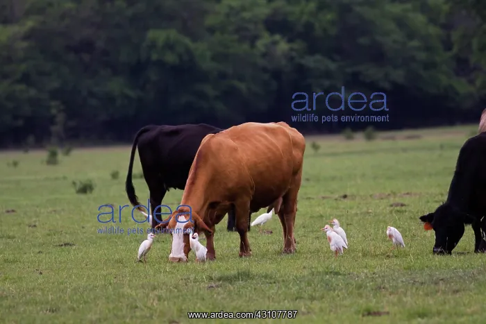 : Cattle Egrets around cattle : Cattle Egrets around cattle