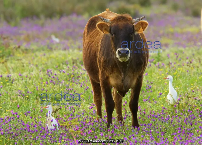  : Cattle Egrets - feeding in a flowery field (mainly