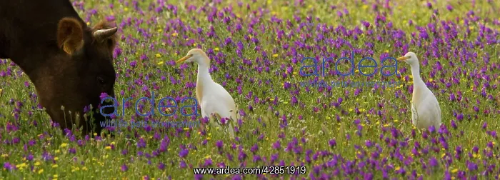 : Cattle Egrets - feeding in a flowery field (mainly : Cattle Egrets - feeding in a flowery field (mainly