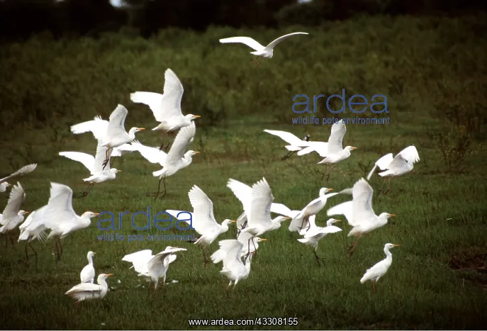 : CATTLE EGRETS - flock with some in flight : CATTLE EGRETS - flock with some in flight
