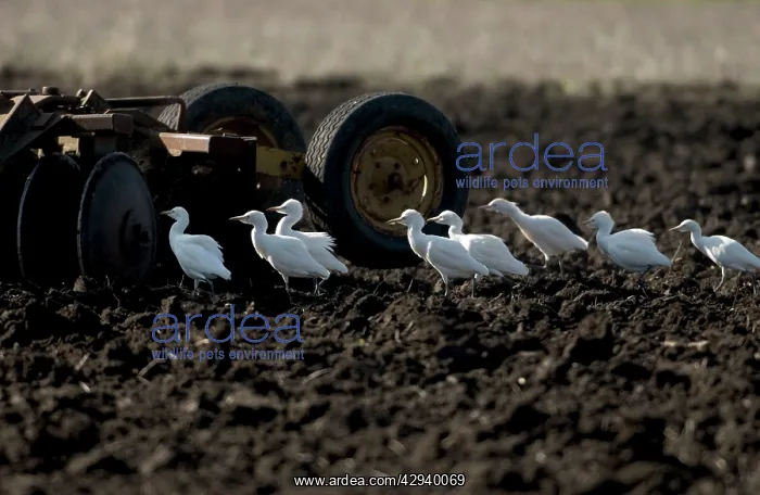 : Cattle Egrets - following tractor : Cattle Egrets - following tractor