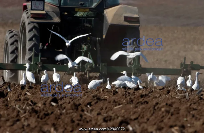 : Cattle Egrets - following tractor : Cattle Egrets - following tractor