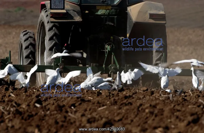 : Cattle Egrets - following tractor, November : Cattle Egrets - following tractor, November