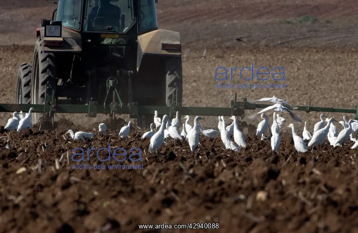 : Cattle Egrets - following tractor, November : Cattle Egrets - following tractor, November