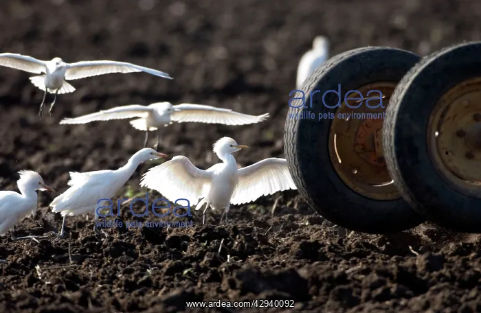 : Cattle Egrets - following tractor, November : Cattle Egrets - following tractor, November