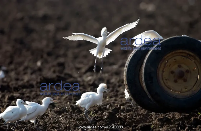 : Cattle Egrets - following tractor, November : Cattle Egrets - following tractor, November