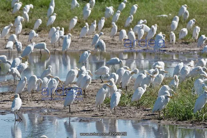 : Cattle Egrets - Large group round edge of wetlands : Cattle Egrets - Large group round edge of wetlands