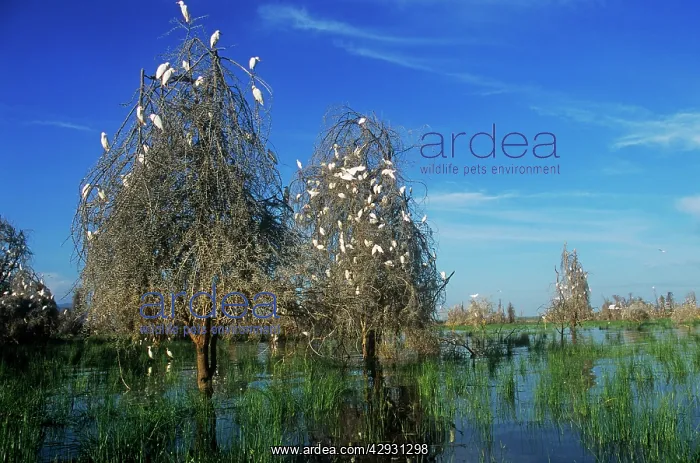  : Cattle Egrets - nesting in drowned Acacia Trees
