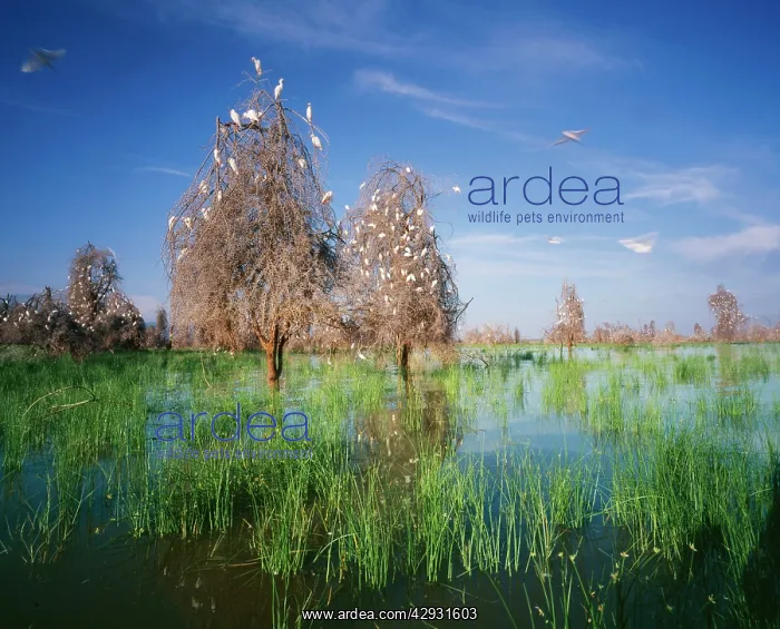  : Cattle EGRETS - nesting in drowned Acacia trees