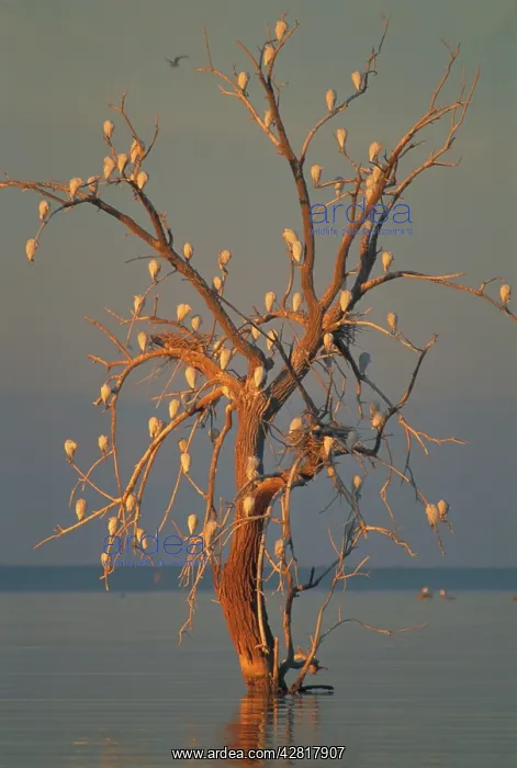 : Cattle Egrets - Nesting in tree above lake : Cattle Egrets - Nesting in tree above lake