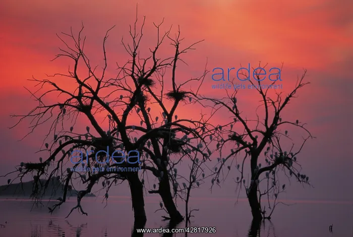 : Cattle Egrets - Nesting in tree above lake : Cattle Egrets - Nesting in tree above lake