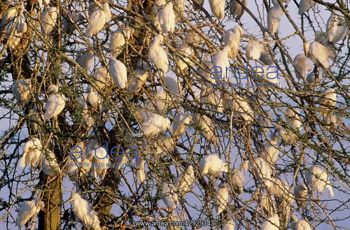  : Cattle EGRETS - roosting in Acacia tree