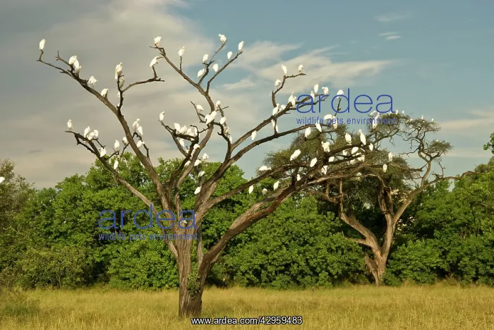 : Cattle Egrets - In tree : Cattle Egrets - In tree
