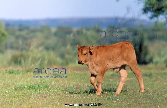 : CATTLE - Estremadura Calf : CATTLE - Estremadura Calf