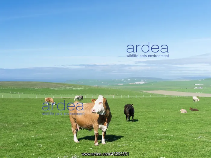: Cattle farming, Dairy and meat production : Cattle farming, Dairy and meat production