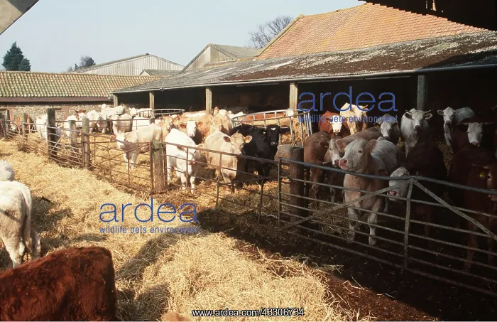 : CATTLE - FEEDING : CATTLE - FEEDING