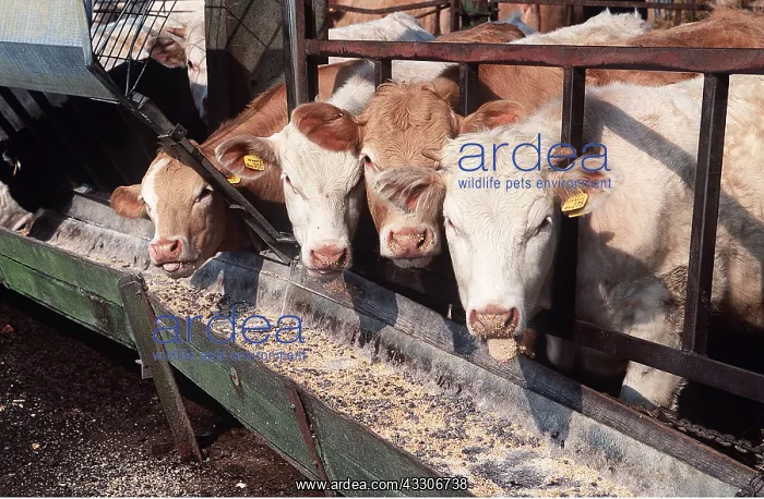 : CATTLE - FEEDING : CATTLE - FEEDING
