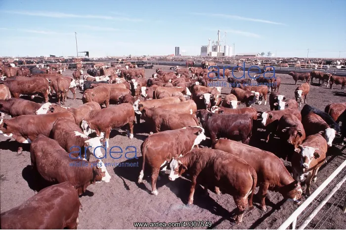 : CATTLE - feeding yard : CATTLE - feeding yard