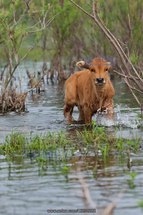  : Cattle in the flooded Danube Delta near
