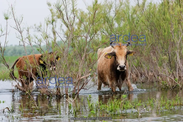 : Cattle in the flooded Danube Delta near : Cattle in the flooded Danube Delta near