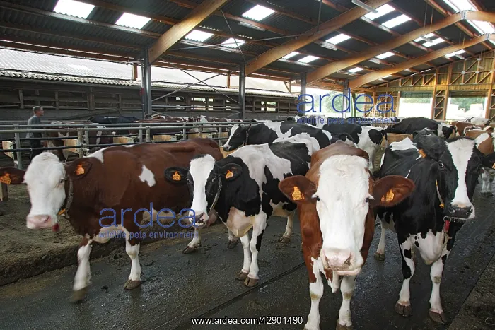 : Cattle - Friesian - black & white and red & white : Cattle - Friesian - black & white and red & white