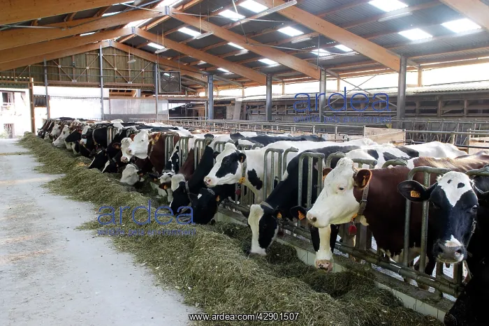 : Cattle - Friesian - black & white and red & white : Cattle - Friesian - black & white and red & white
