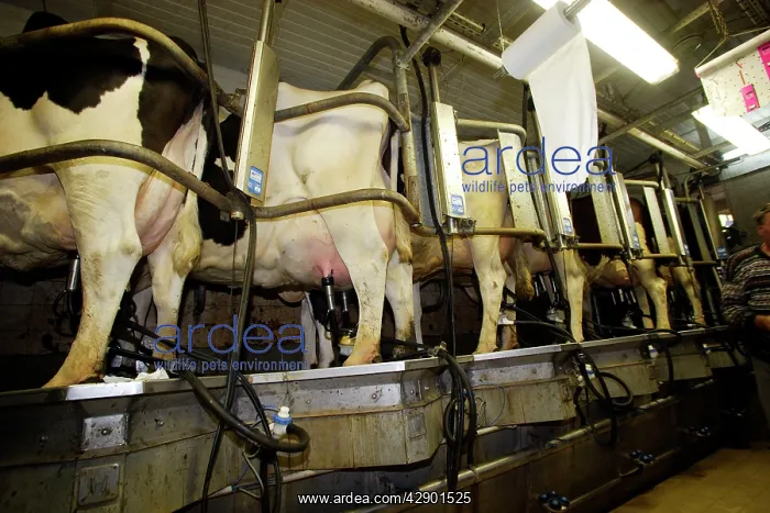 : Cattle - Friesian - black & white and red & white : Cattle - Friesian - black & white and red & white