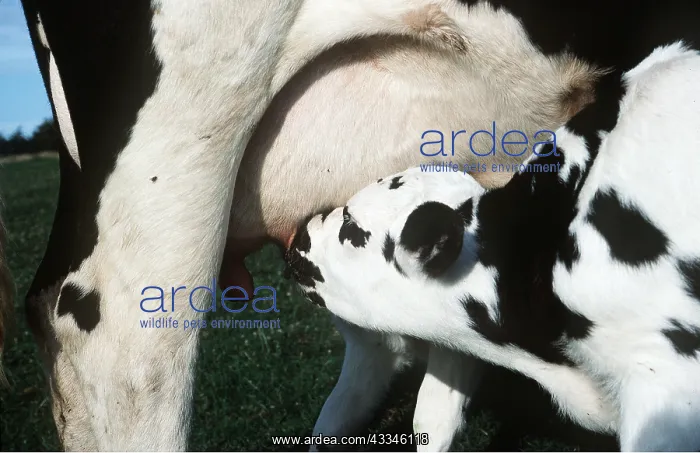  : CATTLE - Friesian Calf suckling
