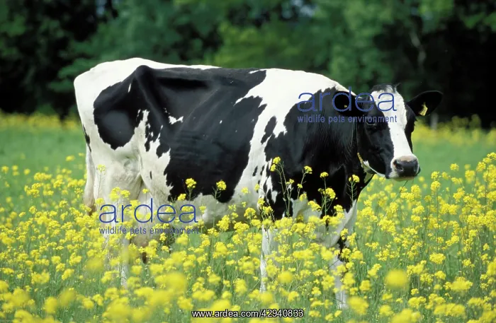 : Cattle / Friesian Cow - In a meadow, yellow coloured : Cattle / Friesian Cow - In a meadow, yellow coloured