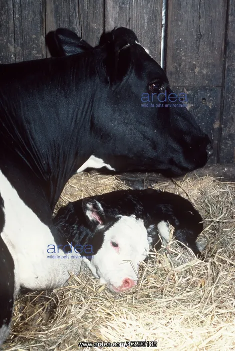  : CATTLE - Friesian Cow, Mother And Calf