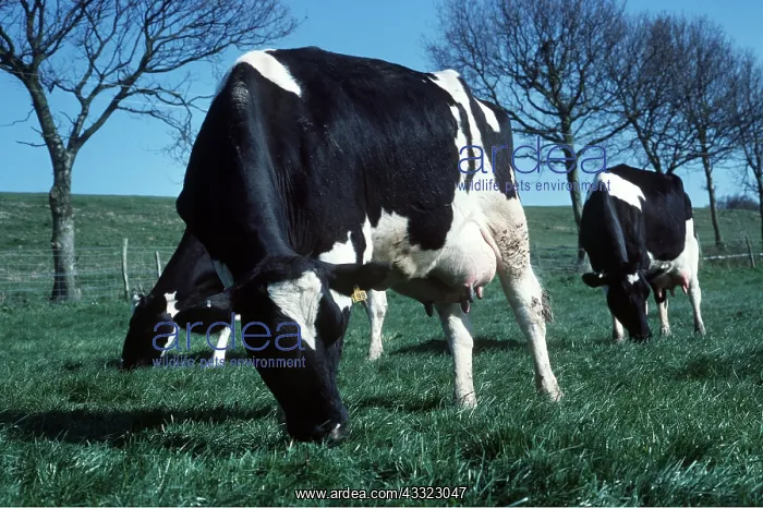 : CATTLE - Friesian cows grazing : CATTLE - Friesian cows grazing
