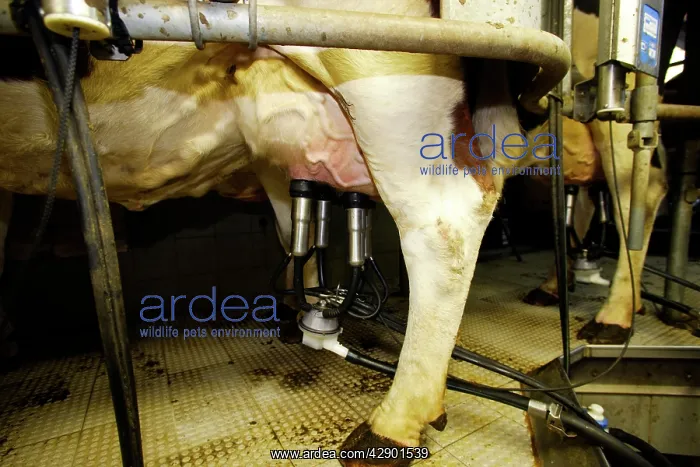 : Cattle - Friesian cows being milked : Cattle - Friesian cows being milked