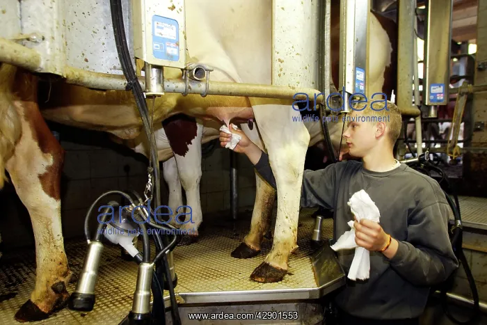 : Cattle - Friesian cows being milked : Cattle - Friesian cows being milked