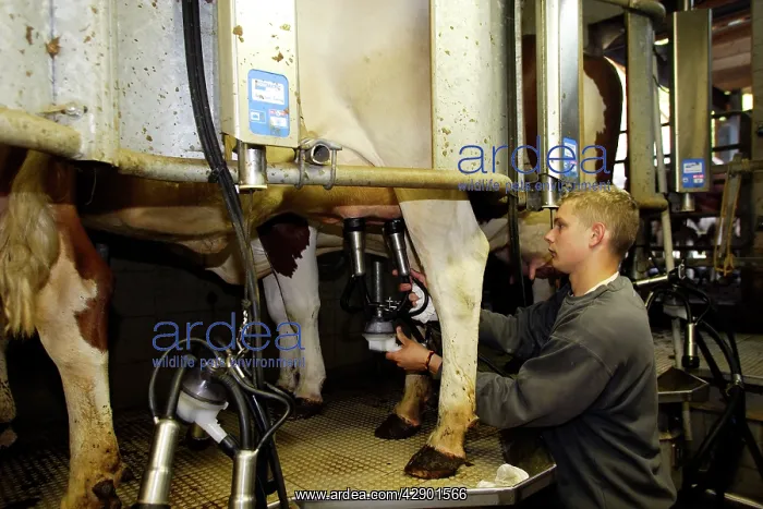 : Cattle - Friesian cows being milked : Cattle - Friesian cows being milked