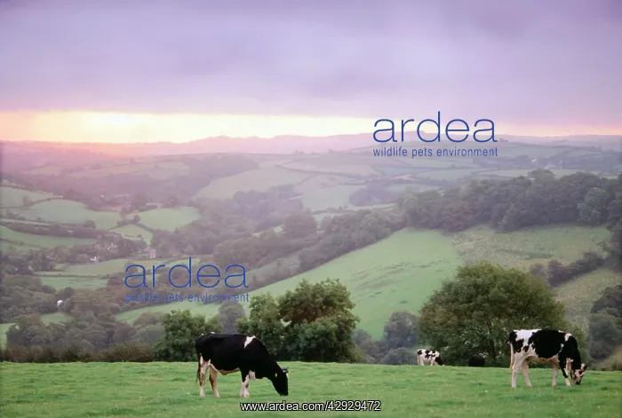 : CATTLE - Friesian heifers : CATTLE - Friesian heifers
