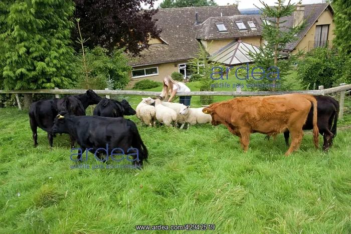 : Cattle - girl feeding pet Dexter cows and sheep : Cattle - girl feeding pet Dexter cows and sheep