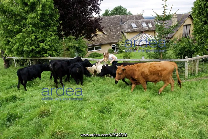 : Cattle - girl feeding pet Dexter cows and sheep : Cattle - girl feeding pet Dexter cows and sheep