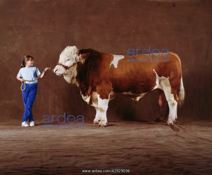: CATTLE - Girl holding Pimpernel Simmental BULL : CATTLE - Girl holding Pimpernel Simmental BULL