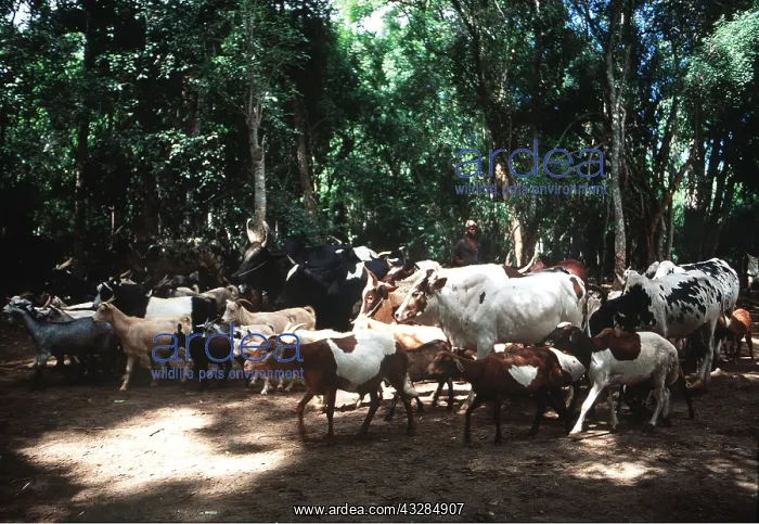 : CATTLE & Goats - In forest : CATTLE & Goats - In forest