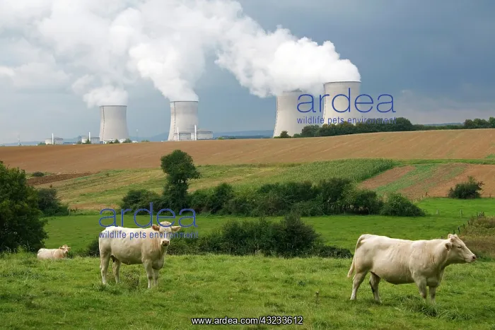  : Cattle graze near the Cattenom Nuclear Power