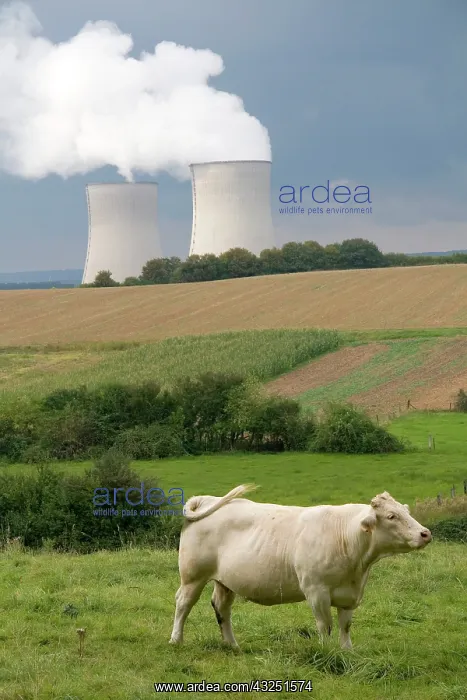 : Cattle graze near the Cattenom Nuclear Power : Cattle graze near the Cattenom Nuclear Power