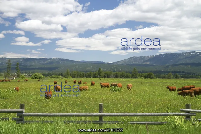 : Cattle Graze in a Pasture near Cascade, Idaho : Cattle Graze in a Pasture near Cascade, Idaho
