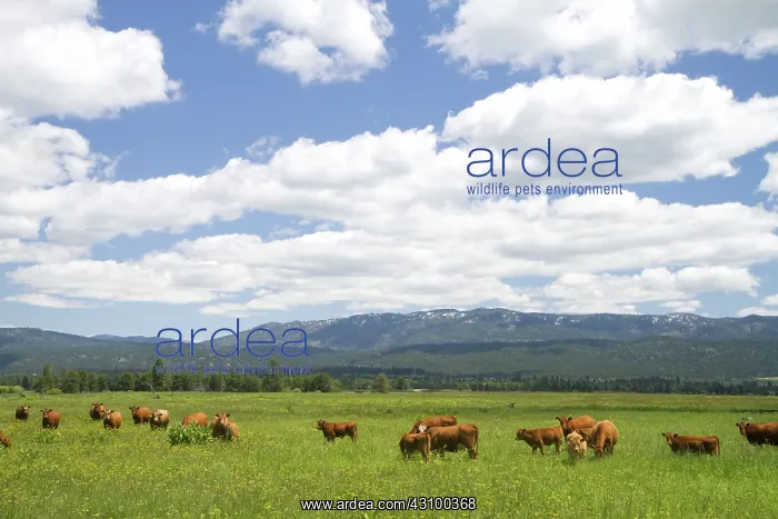 : Cattle Graze in a Pasture near Cascade, Idaho : Cattle Graze in a Pasture near Cascade, Idaho