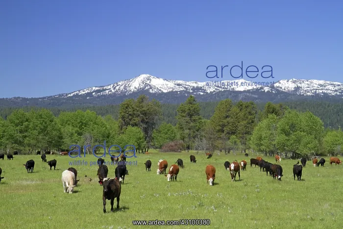 : Cattle Graze in Valley County, Idaho : Cattle Graze in Valley County, Idaho