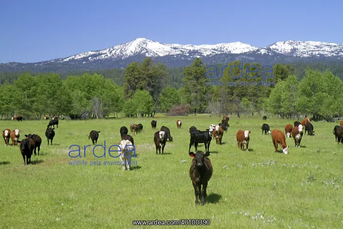  : Cattle Graze in Valley County, Idaho