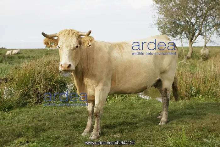 : Cattle which graze wetlands of Parc Naturel de Briere : Cattle which graze wetlands of Parc Naturel de Briere